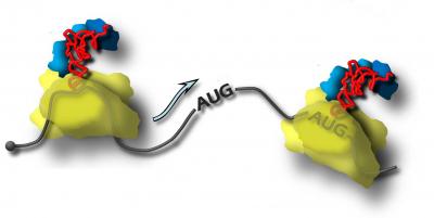 The Ribosome