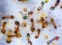 Painted Ants