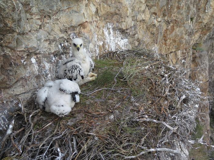 Nestlings after banding