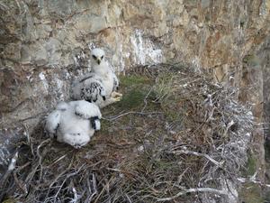 Nestlings after banding