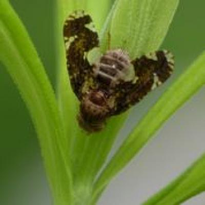 Plants Smell Danger