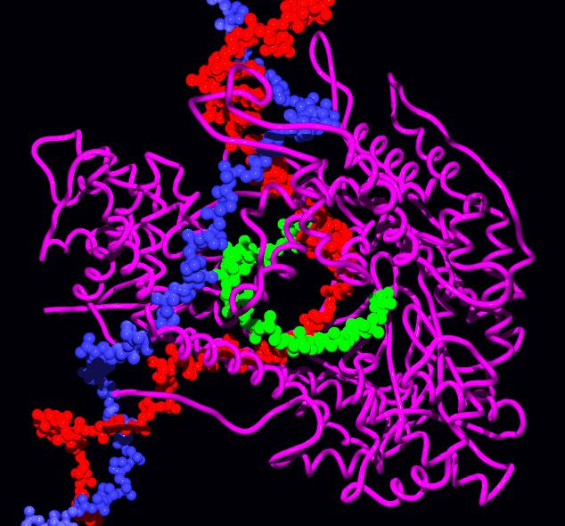 Viral RNA