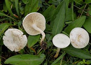 Fool’s funnel: model mushroom for muscarine biosynthesis