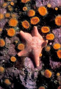 Orange cup corals + starfish