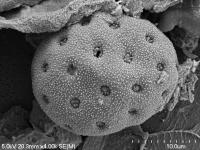Amaranth pollen