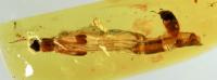 Raractocetus fossilis