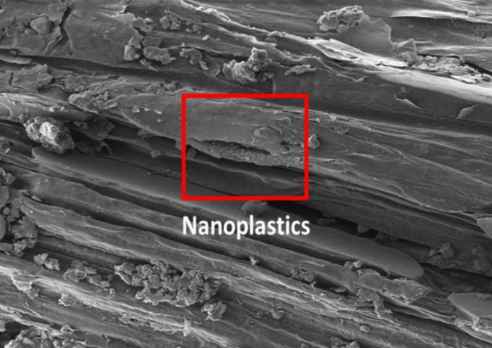Wheat nanoplastics