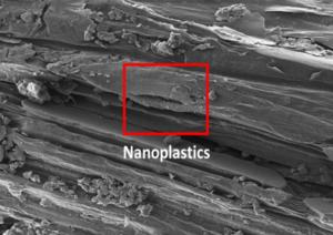 Wheat nanoplastics