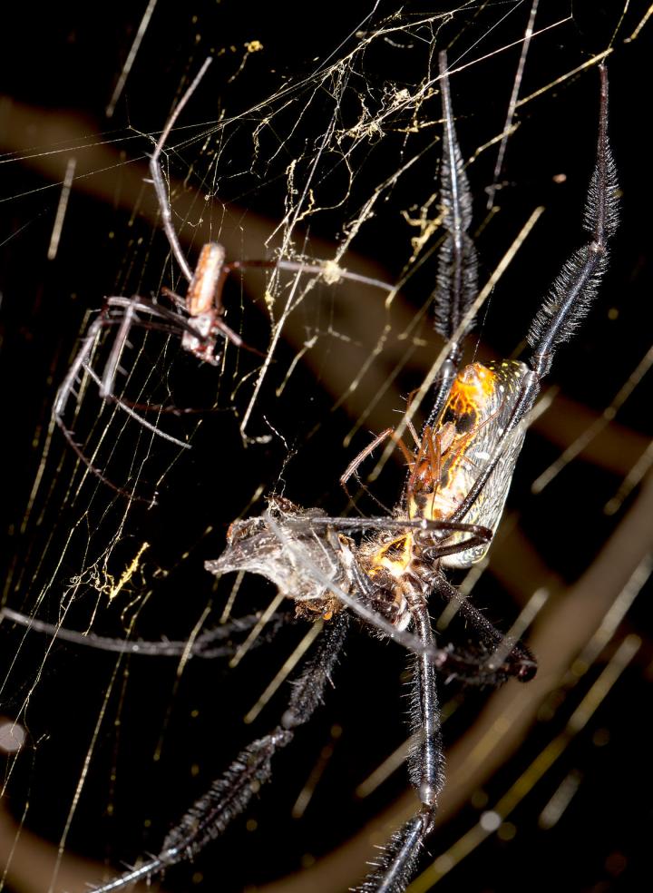 Heterospecific Mating Interactions 1