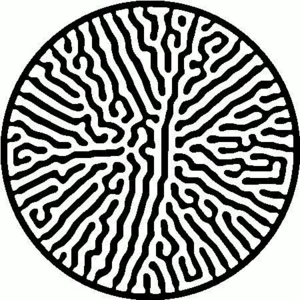 Bacteria-Encoded Message