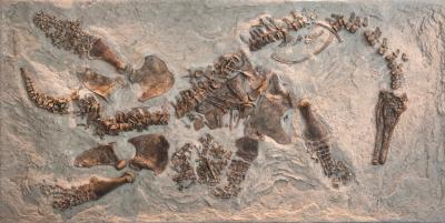 Plesiosaurs Birthed Live Young, May Have Cared for Them Too (2 of 4)