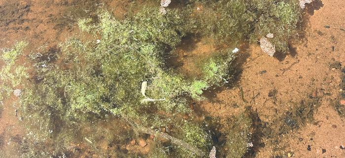 Cyanobacteria sample