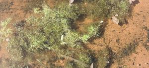 Cyanobacteria sample