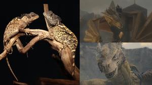 Acanthosaura syrax lizard next to the CGI Syrax dragon from House of the Dragon TV series