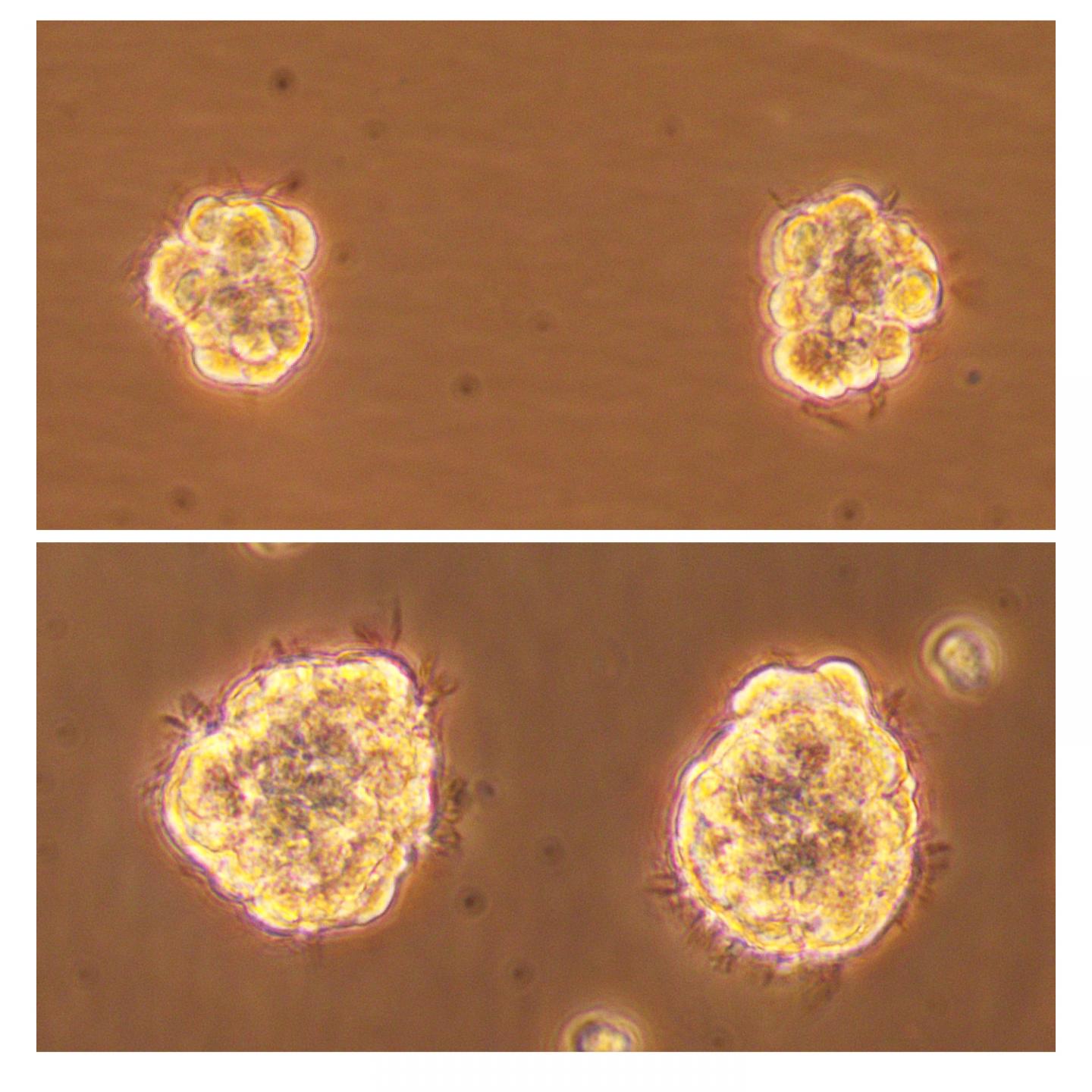 Stem Cells in the Lab