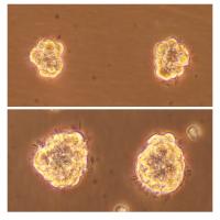 Stem Cells in the Lab