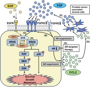 Schematic representation of enhanced KRAS signaling through the interaction between AR-independent prostate cancer cells and AR-independent prostate cancer-associated stromal cells.