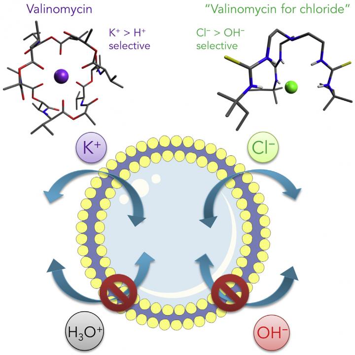 Anion Transporters