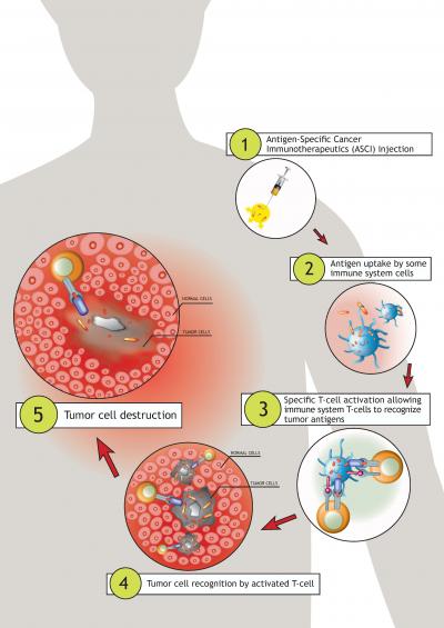 Mechanism of Action: MAGE-A3