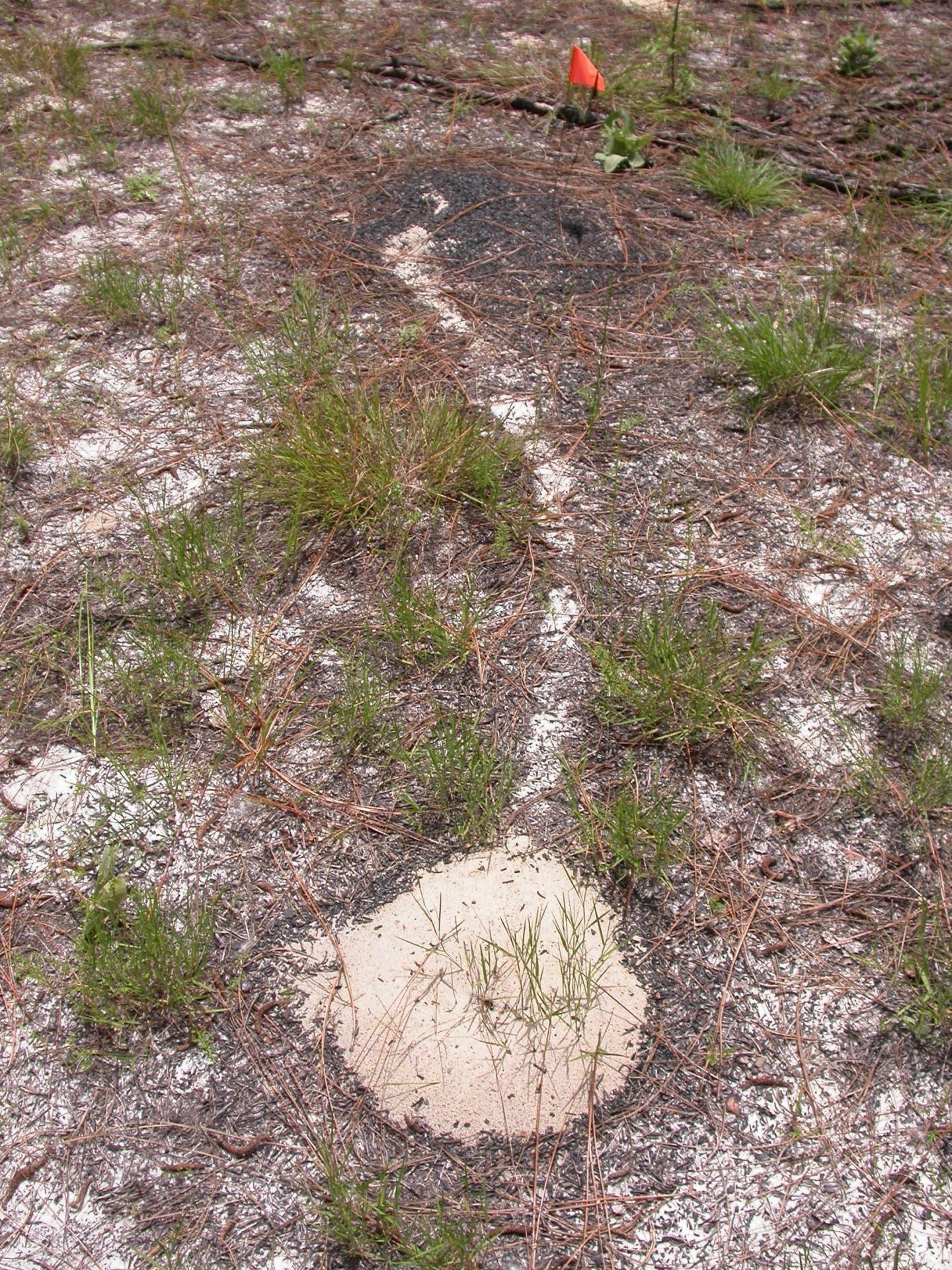 Ant Nest