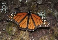 Monarch Detail