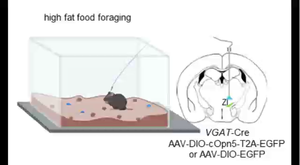 cOpn5-mediated optogenetics changes mouse behaviors.