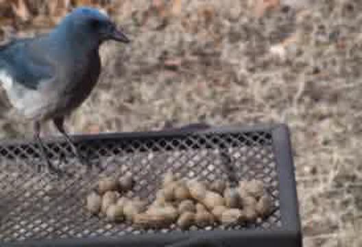 Mexican Jays Choosing Peanuts Normal Speed Video