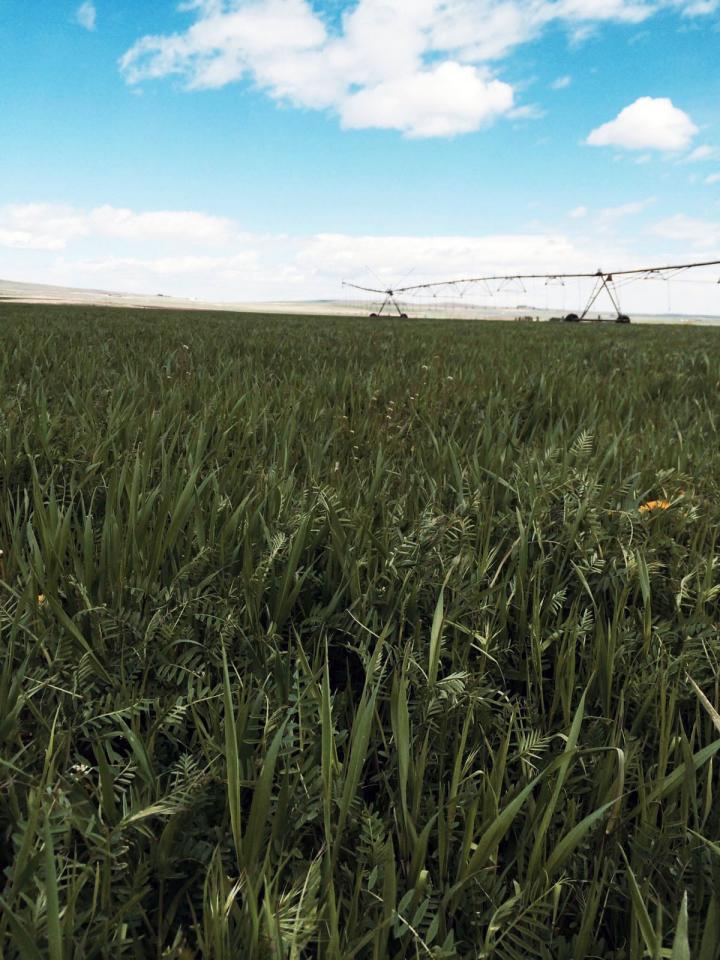 Vetch Cover Crop
