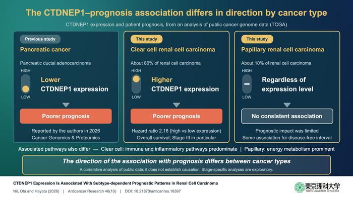 Investigating the role of CTDNEP1 in renal cell carcinoma