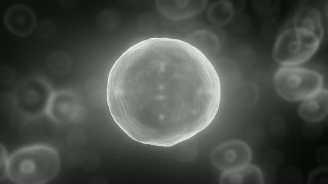 WIPP: A Map App to Track Stem Cells
