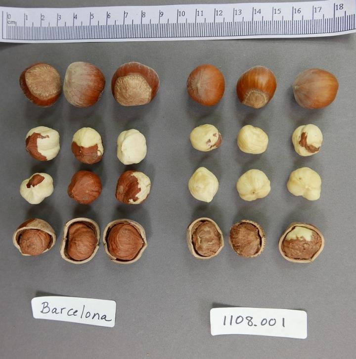 Comparison of 'PollyO' and 'Barcelona' Hazelnuts