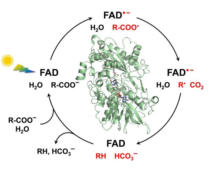 Cycle of Fatty Acid PHotodecarboxylase enzyme