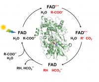 Cycle of Fatty Acid PHotodecarboxylase enzyme