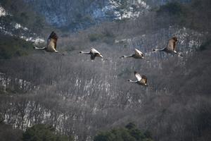 Migratory cranes overwinter in the DMZ