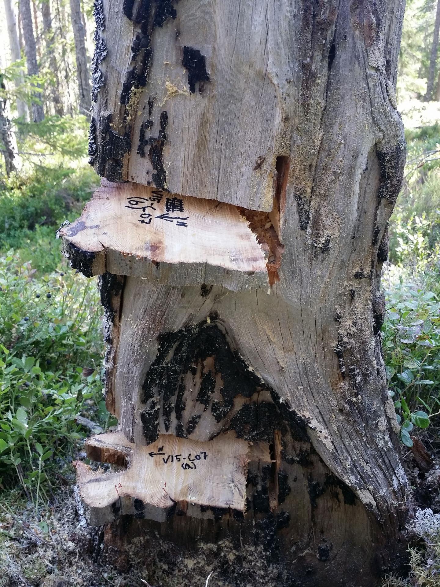 Burn Scars