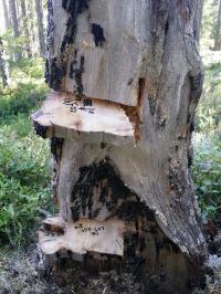 Burn Scars