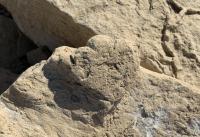 Small stegosaur print