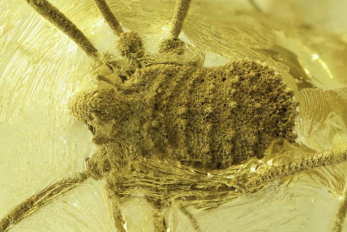 Amber fossil Balticolasma wunderlichi