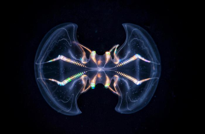 Aboral view of the ctenophore Mnemiopsis leidyi