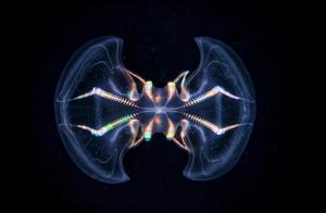 Aboral view of the ctenophore Mnemiopsis leidyi
