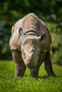 Black Rhino Reproduction