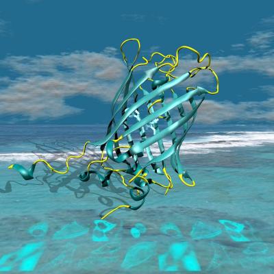 mTurquoise2 X-Ray Structure