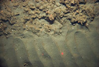 Rocky and Sandy Seafloor Offshore California