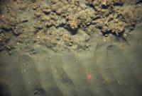 Rocky and Sandy Seafloor Offshore California