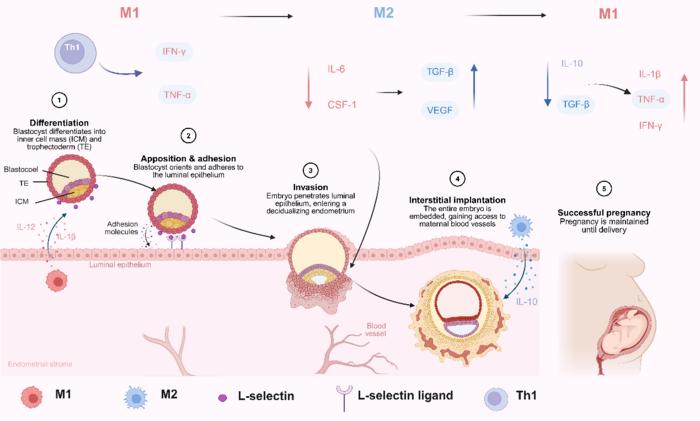Schematic timeline of embryo implantation and macrophage polarization