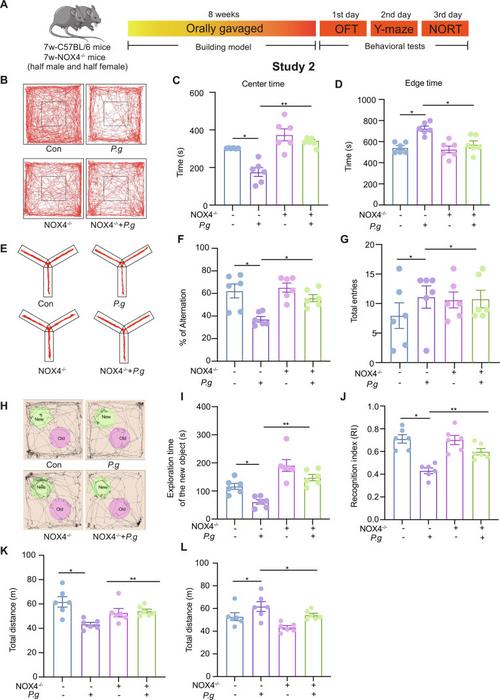 Fig. 4. Anxiety degree and cognitive impairment in groups of P.g mice after gavage for 8 weeks.