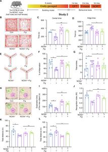 Fig. 4. Anxiety degree and cognitive impairment in groups of P.g mice after gavage for 8 weeks.