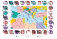 Origins of the Dog Breeds Studied