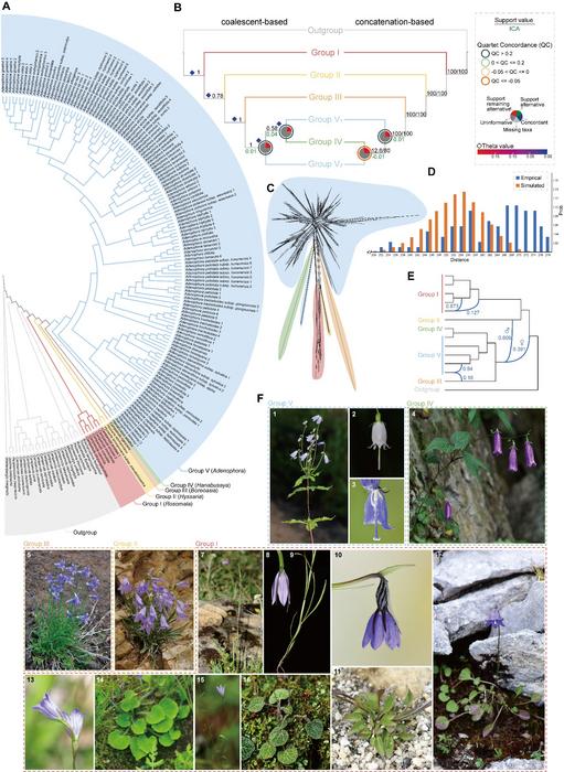 PHYLOGENOMIC ANALYSIS FOR ELUCIDATING THE RETICULATION OF ADENOPHORA AND ITS ALLIES.