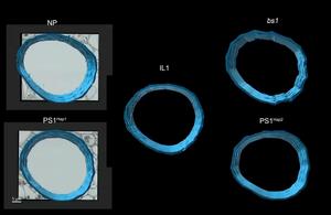 Animation showing the complete 3D nanoscale structures of reconstructed rice vessel pits and the differences among different genotypes